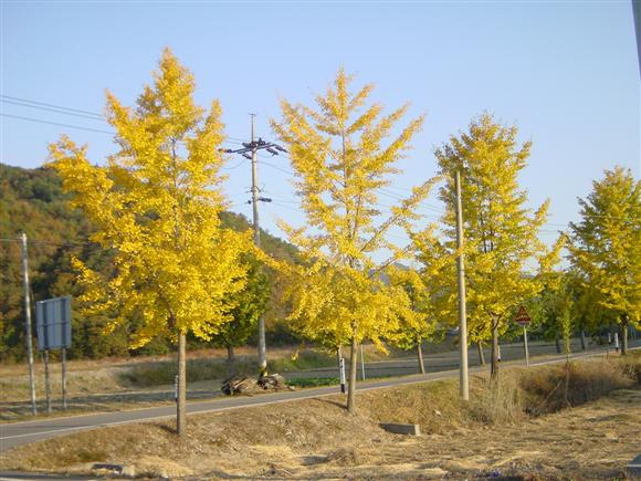 느티 정자나무