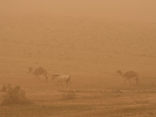 Camels-Sandstorm.jpg