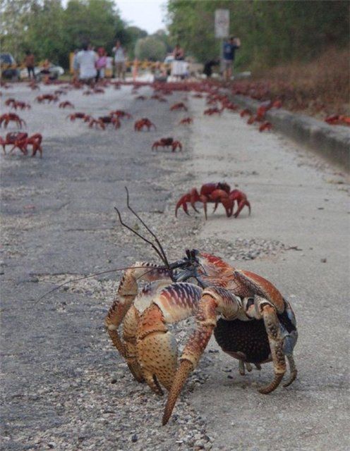Crab_02.jpg