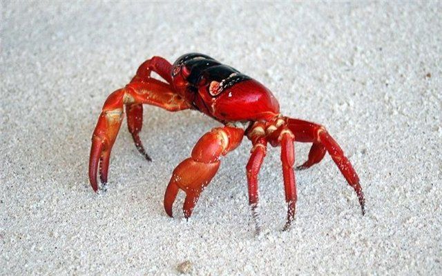 Crab_03.jpg