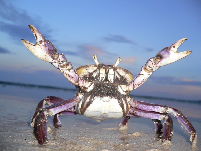 crab_12.jpg