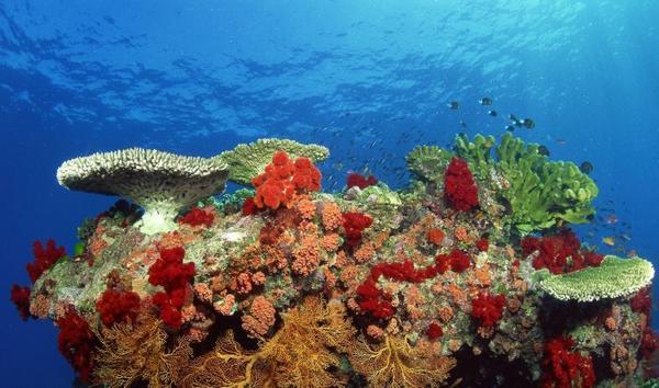the-great-barrier-reef-of-australia21.jpg