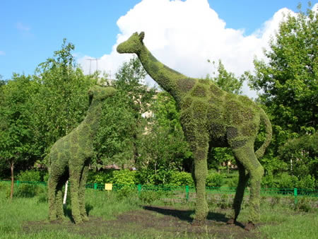 a96735_giraffe-grass.jpg