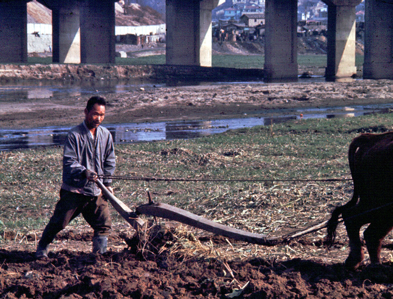 Plowing under the Seongdong Bridge (성동교), 1968.jpg