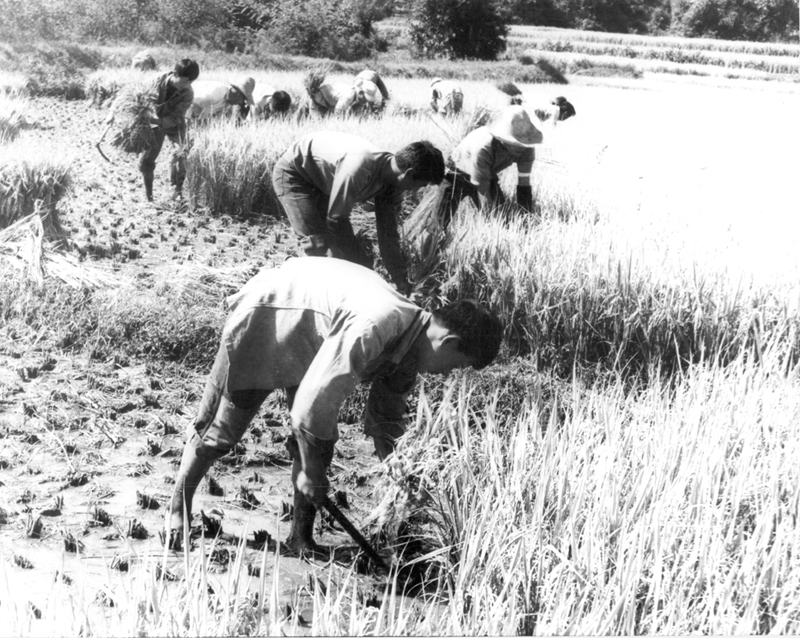 Rice harvest, 1972.jpg