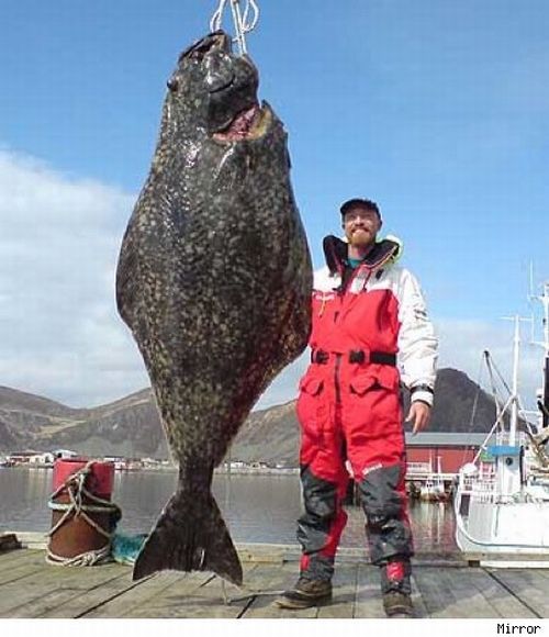 large-fish-catch-19.jpg