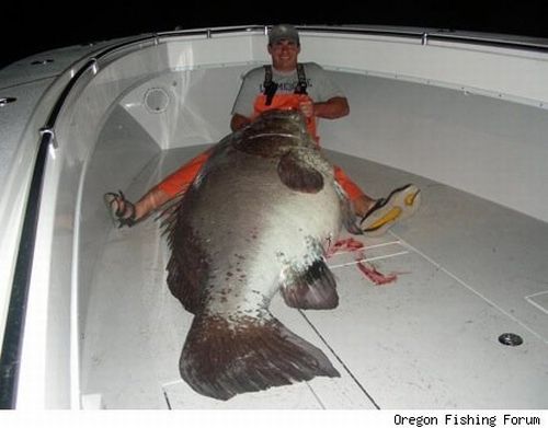 large-fish-catch-24.jpg