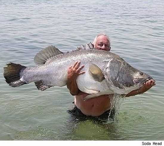 large-fish-catch-26.jpg