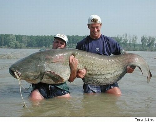 large-fish-catch-28.jpg