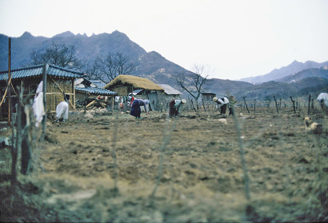 Planting vegetables Korea 1966.jpg