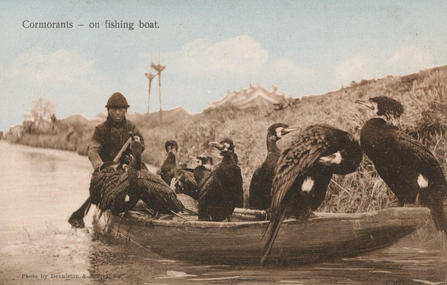 26Cormorants - on fishing boat.jpg