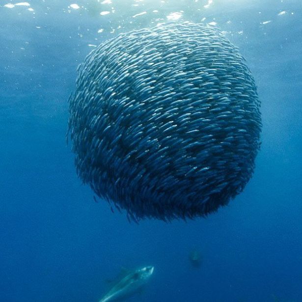 Fish Balls.jpg