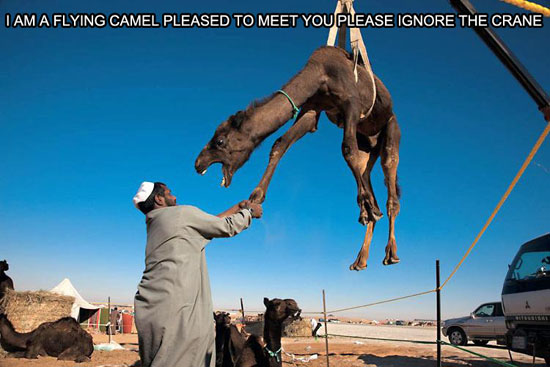 Flying Camel.jpg