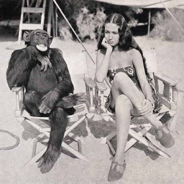 monkey movie star.jpg