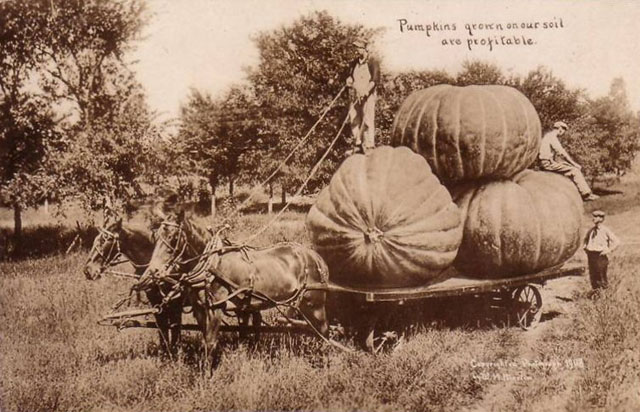 giant pumpkins9.jpg