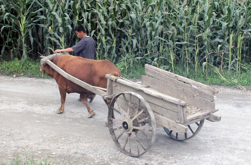 4Ox cart in Kumya North Korea.jpg