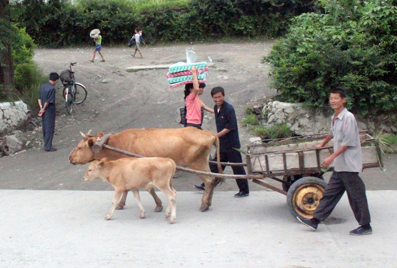 5Oxen Cart in North Korea.jpg