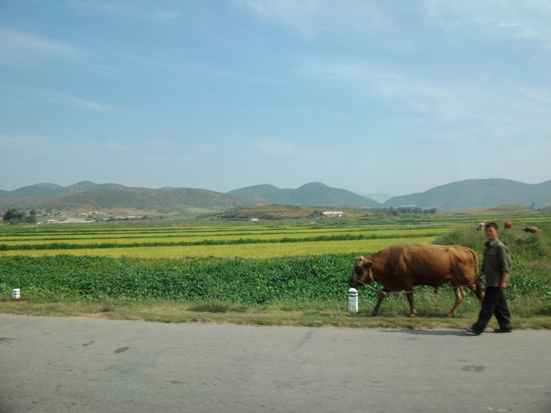 7Man with Ox near Nampo North Korea.jpg