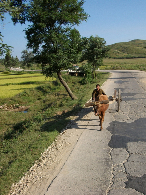 8Ox Cart on the Road in North Korea.jpg