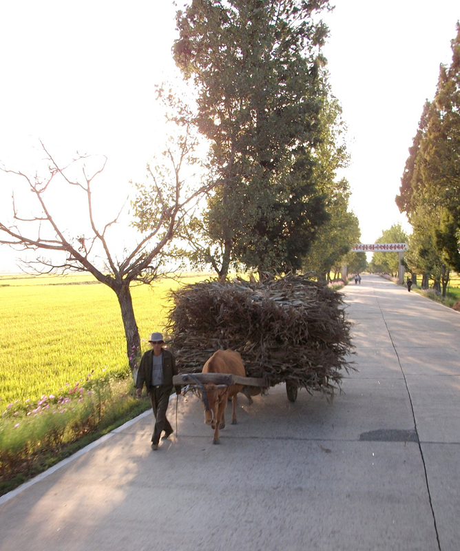 13Ox Cart in rural North Korea.jpg
