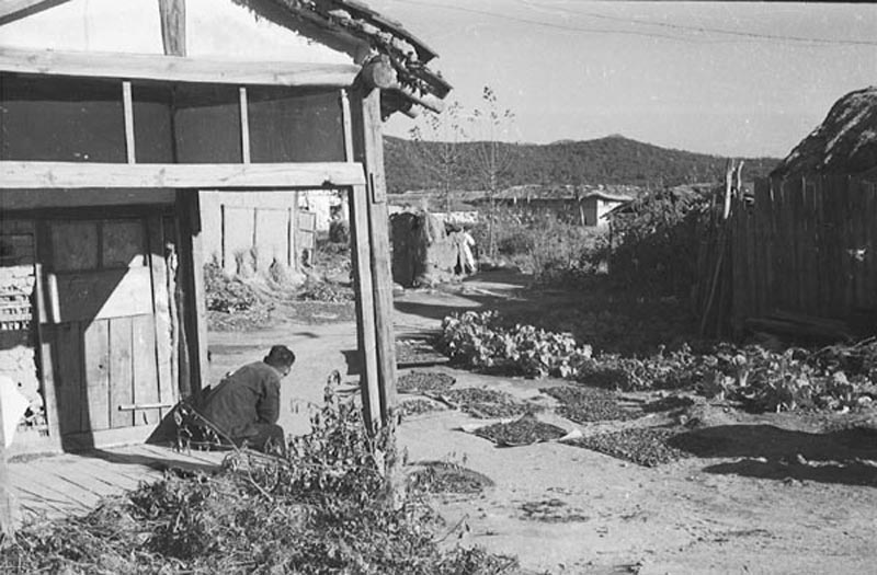 Drying peppers in the sun. North of Seoul, Korea. 1952.jpg