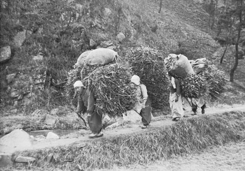 Wood for heating the house and cooking the meals. North of Seoul, Korea. 1952.jpg