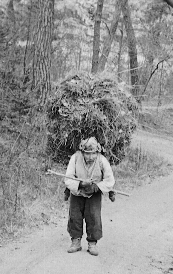 Wood cutter with his load. North of Seoul, Korea 1952.jpg
