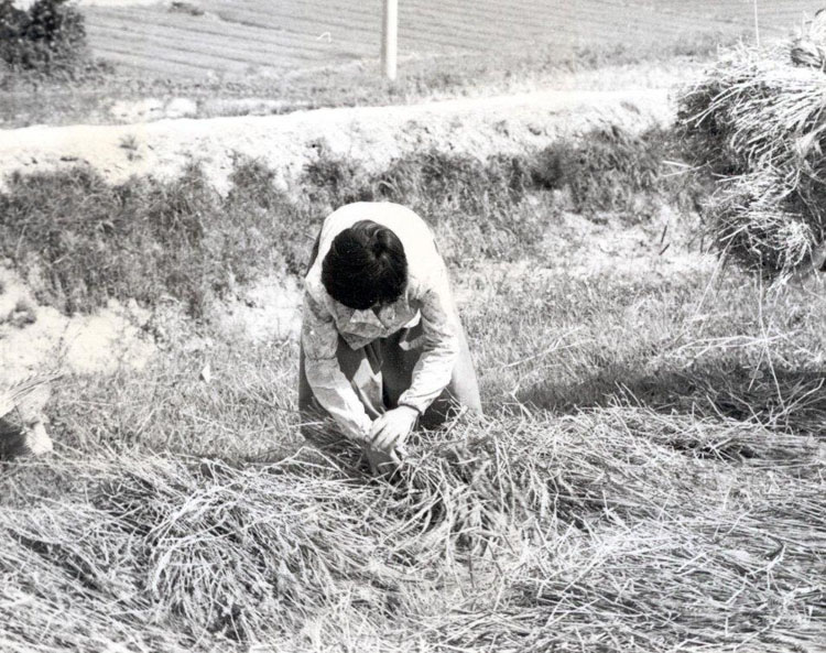098 Woman threshing grain.jpg