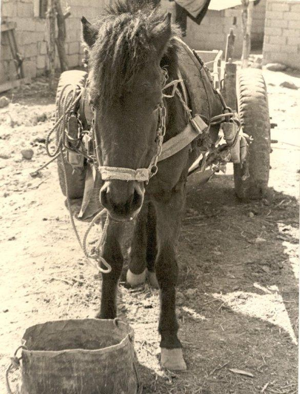 113 Horse and Cart in the Village outside our camp.jpg