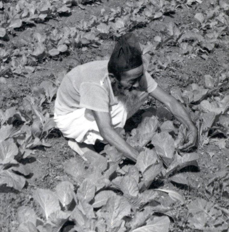164 Korean Old Man working in the cabbage patch.jpg