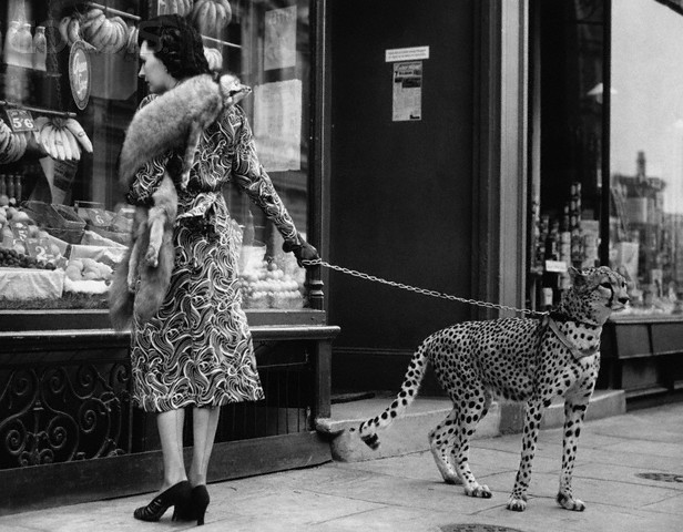 1939 Phyllis Gordon takes her pet cheetah shopping in Londo.jpg
