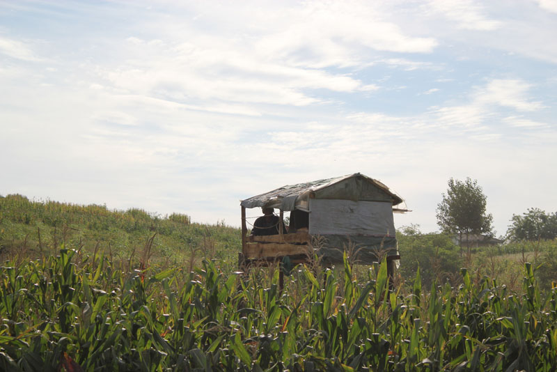 Watching the crops Rural Nampo-Si North Korea 3.jpg