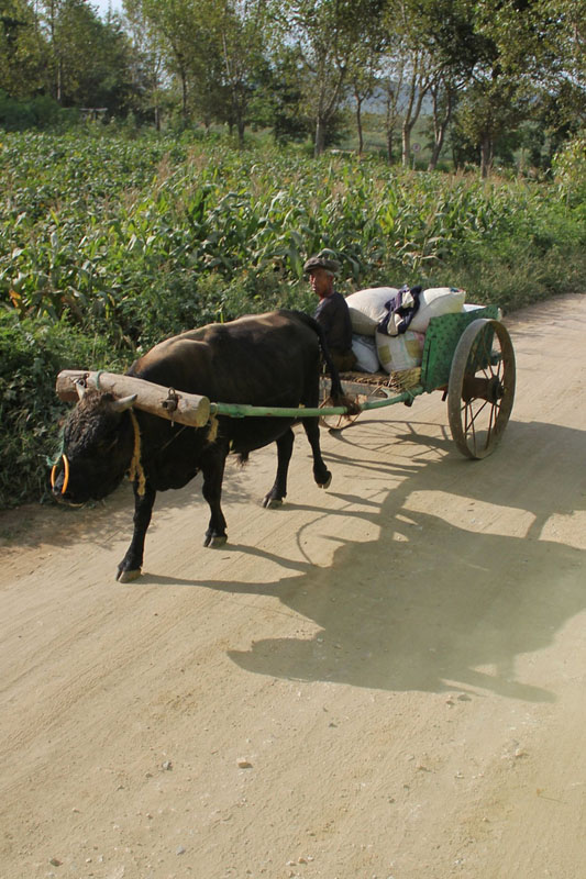 Ox Cart near Nampo-Si North Korea 3.jpg
