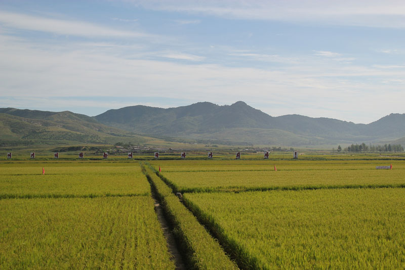 Rice paddies near Nampo North Korea 12.jpg