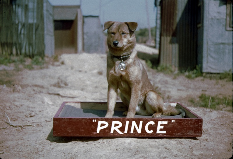 1955-05-08-1600-prince-the-dog.jpg