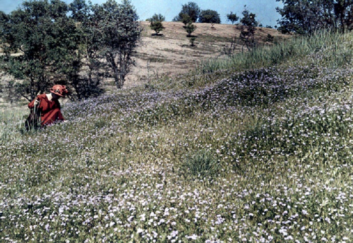 California-A-woman-picks-wildflowers-in-a-Paso-Robles-field.jpg