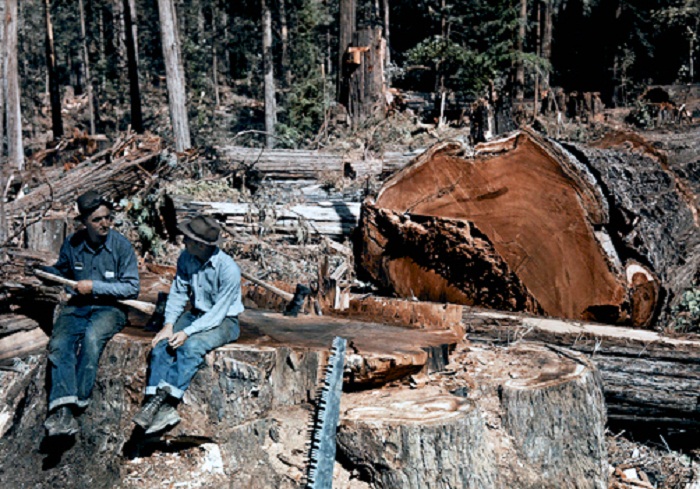 California-Lumbermen-conversing-among-fallen-giant-redwood-trees-Scotia.jpg