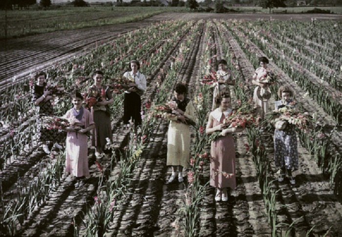 Indiana-A-group-of-women-hold-bouquets-of-Gladiolus-near-Goshen.jpg