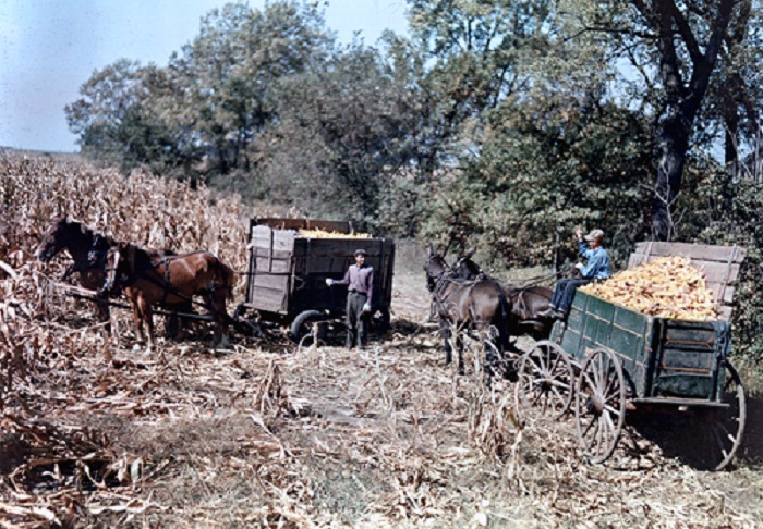 Iowa-Men-harvest-corn-in-a-Polk-County-field.jpg