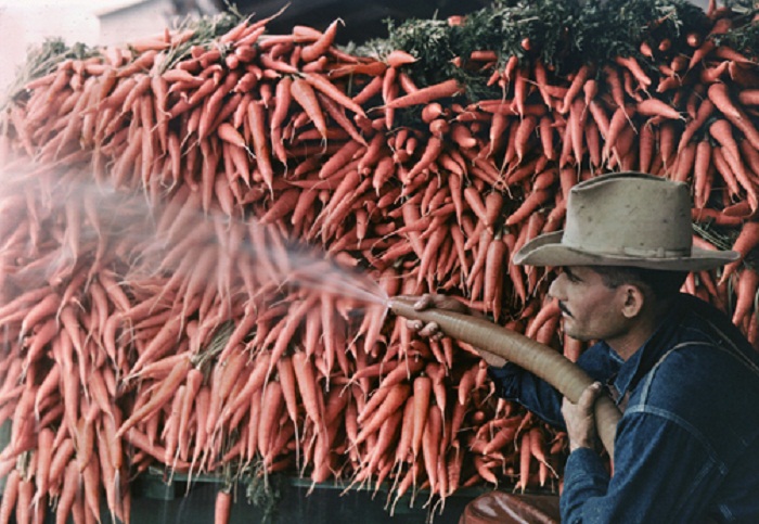 Texas-A-farmer-washes-carrots-with-a-water-hose-Lower-Rio-Grande-Valley.jpg