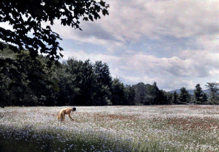 Vermont-A-woman-picks-various-flowers-from-a-wide-field-between-Tyson-and-Ludlow.jpg