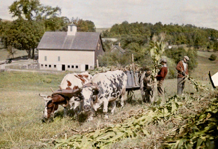 Vermont-Oxen-plow-where-machinery-is-impractical.jpg