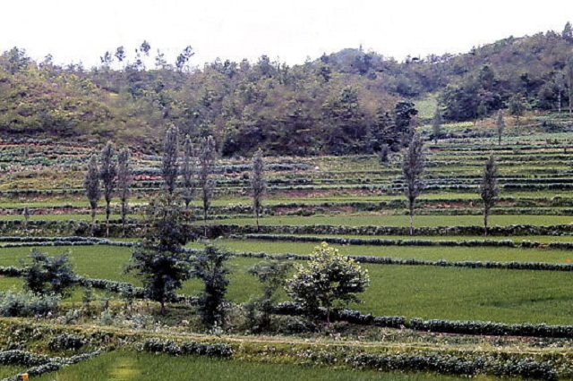 Richmond-1969-6363. Terraced Countryside near Kunsan.jpg