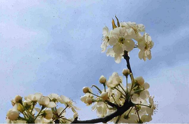 Pear Blossoms.JPG