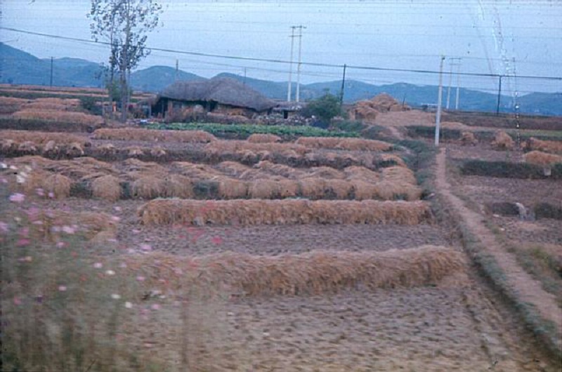 26Harvested rice stacks 1.jpg