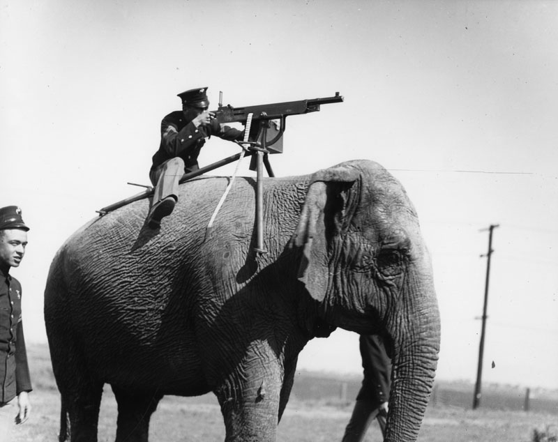 Elephant1914-18.jpg