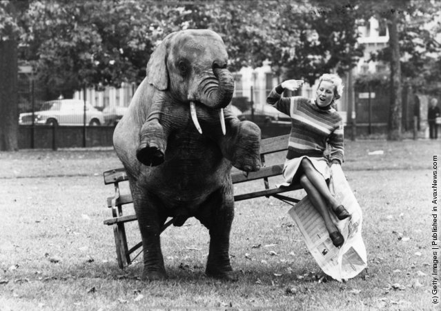 Old &amp; Funny Photos of Elephants (2).jpeg