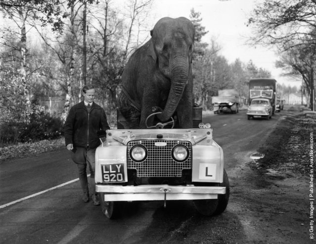 Old &amp; Funny Photos of Elephants (3).jpeg