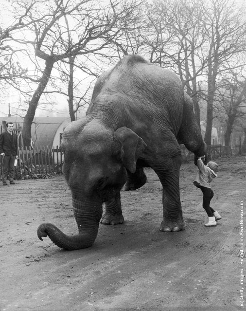 Old &amp; Funny Photos of Elephants (4).jpeg