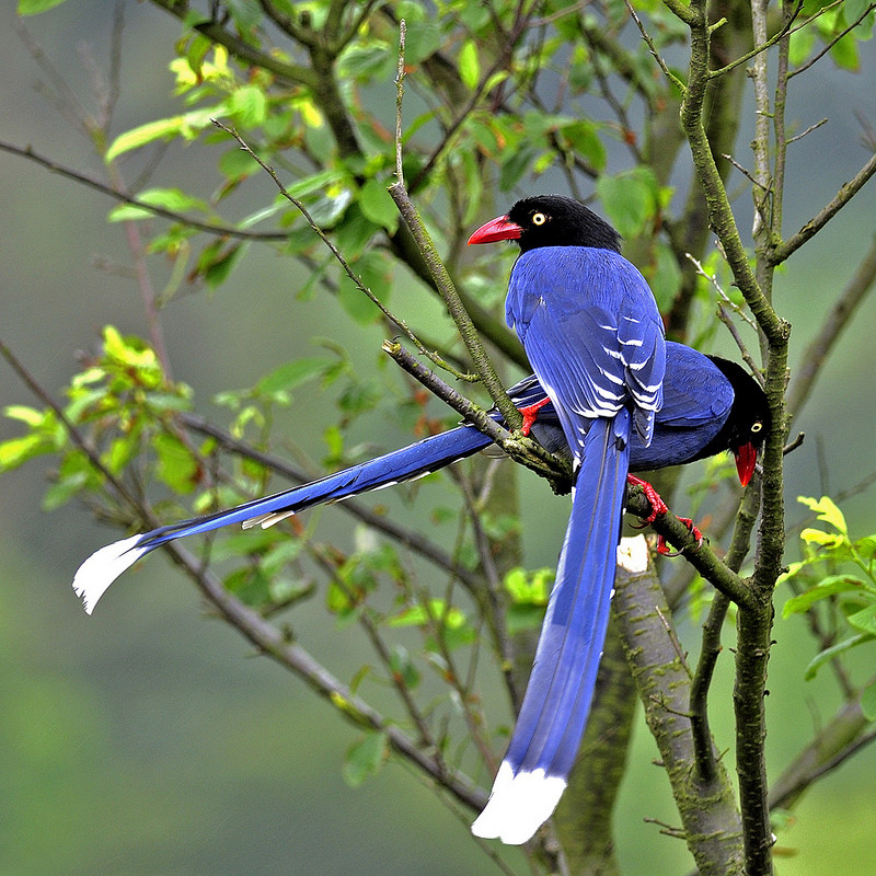 Taiwan Blue Magpie16.jpg